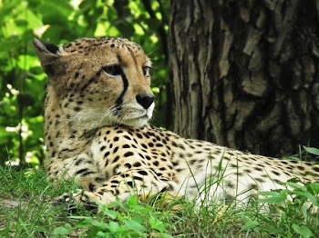 Cheetah Lying on Green Field