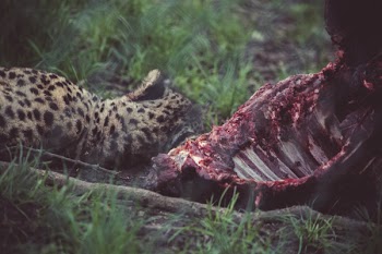 Cheetah Near Carcass