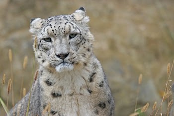 Cheetah Photo