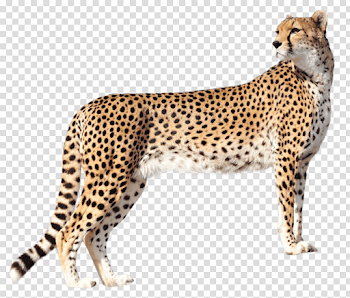 Cheetah png - Free PNG Images | TOPpng