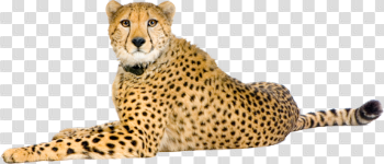 Cheetah PNG images free, animals PNG images