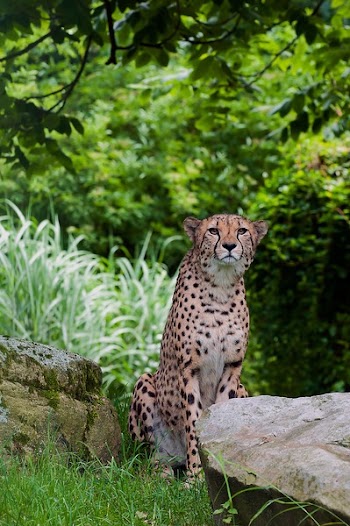 Cheetah Sitting Beside Brown Rocks Near Green Trees during Daytime