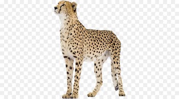 Cheetah Stock photography Royalty-free stock.xchng Lion - cheetah 