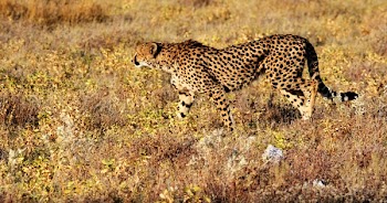 Cheetah Walking on Grass