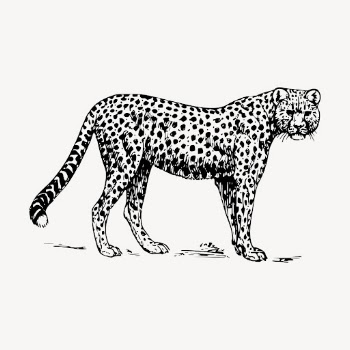 Cheetah, wild animal clipart, vintage | Free Vector - rawpixel