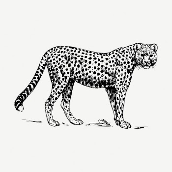 Cheetah, wild animal collage element, | Free PSD - rawpixel