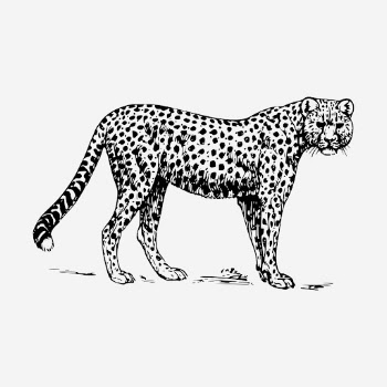 Cheetah, wild animal hand drawn | Free Photo - rawpixel