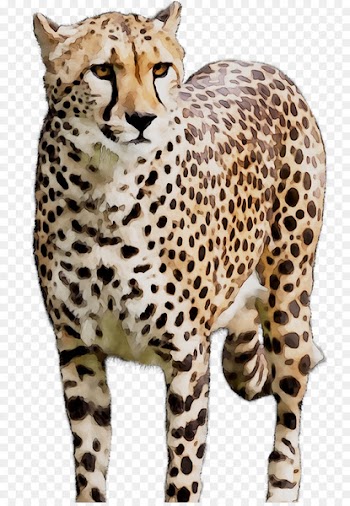Cheetah Wildcat Whiskers Terrestrial animal -  