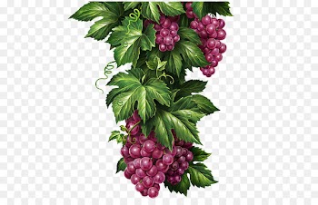 Chernogolovka Grape Lemonade Illustrator Illustration - Delicious grapes 
