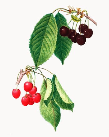Cherries on a branch | Free stock vector - 568791