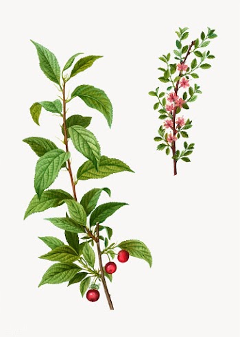 Cherries on a branch | Free stock vector - 568912