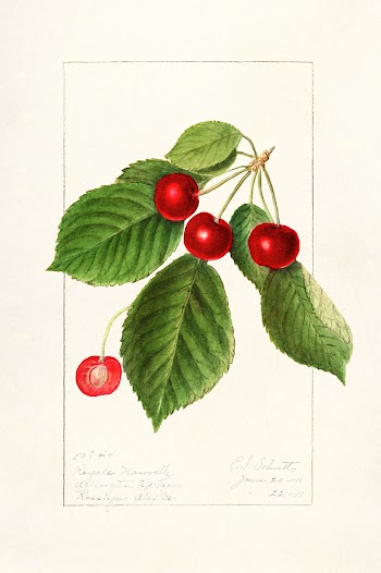 Cherries (Prunus Avium) (1911) by Ellen Isham Schutt. Original from U... | Free public domain illustration - 2273728