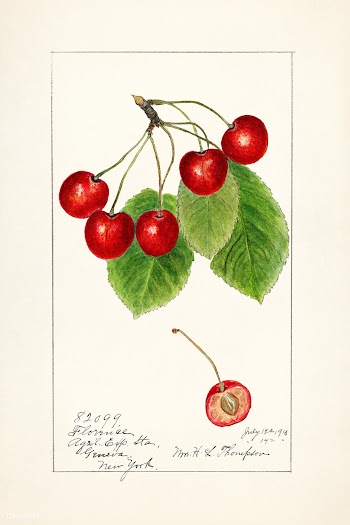 Cherries (Prunus Avium) (1915) by Harriet L. Thompson. Original from U.. | Free public domain illustration - 2260204
