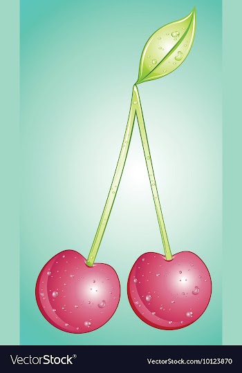 Cherries vector image