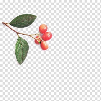 Cherry Auglis Leaf, Leaves and cherry transparent background PNG clipart