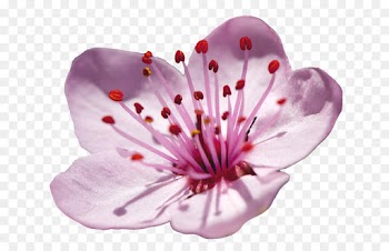 Cherry blossom