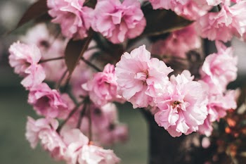 Cherry blossom