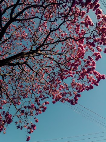Cherry Blossom