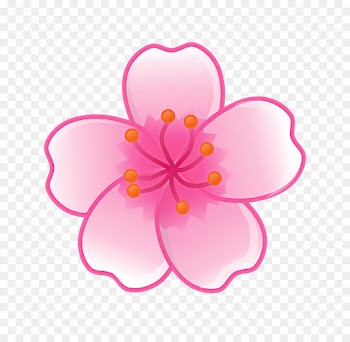 Cherry blossom
