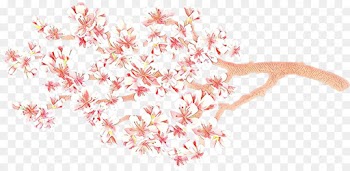 Cherry blossom