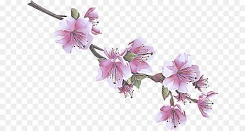 Cherry blossom