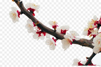 Cherry blossom Apricot Plum Flower - White apricot blossom 