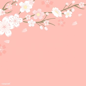 Cherry blossom background illustration | Free stock vector - 565983