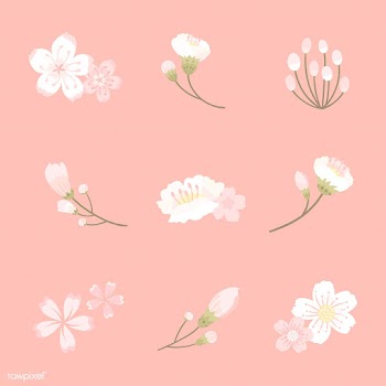 Cherry blossom background illustration | Free stock vector - 566013