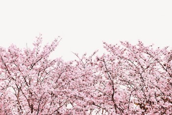 Cherry blossom background, pink flower | Free PSD - rawpixel