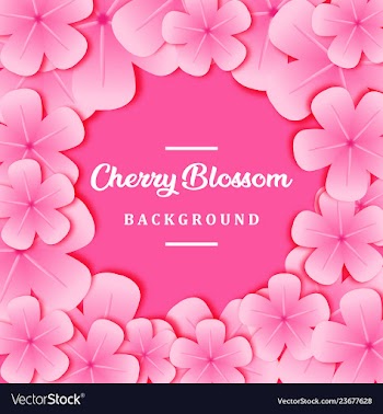 Cherry blossom background vector image