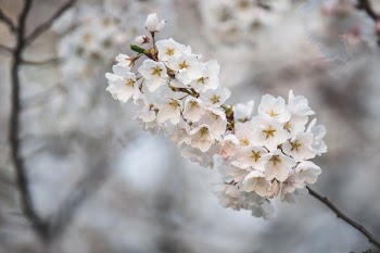 Cherry Blossom Bloomed Branch