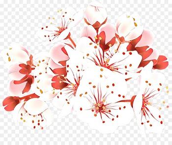 Cherry Blossom, Blossom, Cherries, Botany, Flower PNG