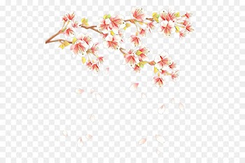 Cherry Blossom, Blossom, Spring, Flower PNG