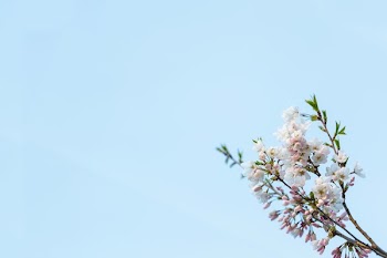 Cherry Blossom Branch Bottom Right Corner