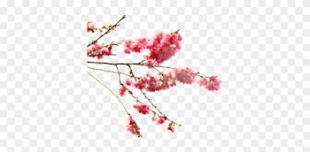 Cherry Blossom Branch Of The Prunus Genus - Cherry Blossom Flower Transparent