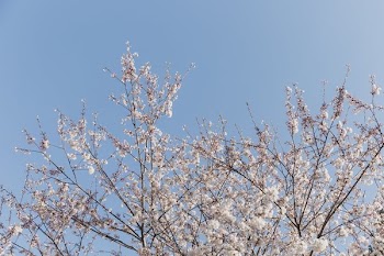 Cherry Blossom Branches Bottom Of Screen