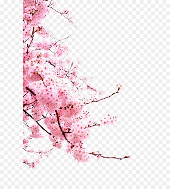 Cherry blossom Cerasus - Cherry blossoms 
