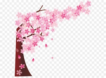 Cherry blossom Cerasus - Pink cherry tree 
