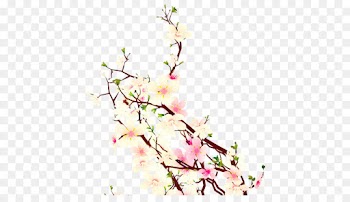 Cherry Blossom, Cherries, Blossom, Flower, Branch PNG