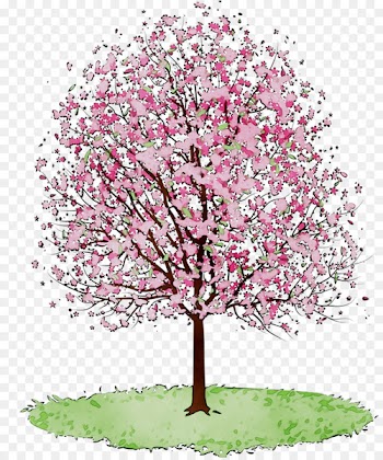 Cherry blossom Clip art Tree Cherries -  