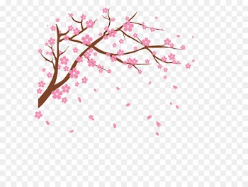 Cherry blossom Clip art - Vector cherry 