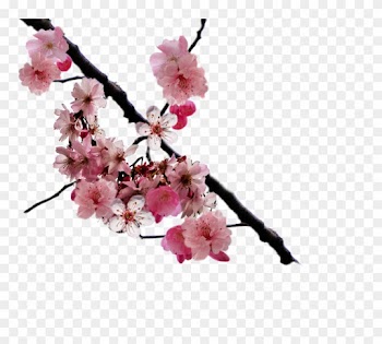 Cherry Blossom Clipart Cerry - Floral Grace Framed Print (508mm X 508mm 20in X 20in)