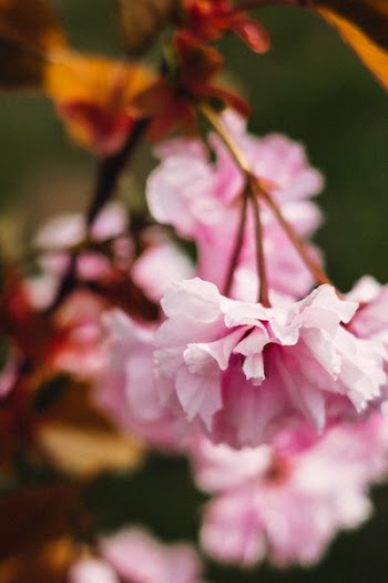 Cherry blossom closeup