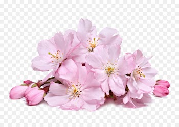Cherry blossom Cream Skin whitening - Pink cherry blossoms 