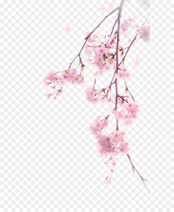 Cherry blossom Download Illustration - A cherry blossom 