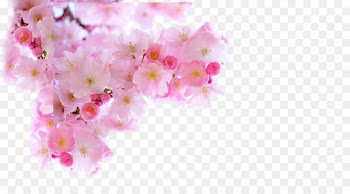 Cherry blossom Download - Japanese Pink Sakura 