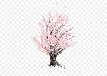 Cherry blossom Drawing Sketch - Cherry tree 