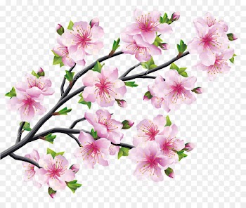Cherry blossom Drawing Tree - cherry blossoms 