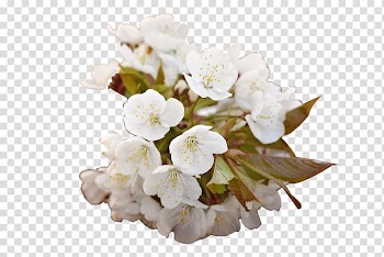 Cherry blossom Floral design White, White cherry transparent background PNG clipart