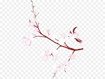 Cherry Blossom, Flower, Blossom, Branch, Pink PNG